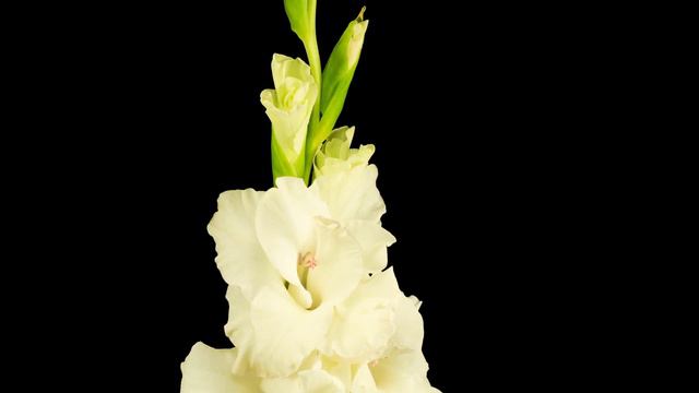 Buy Bulk White Gladiolus Flowers For Party, Meeting Or Marriage Online
