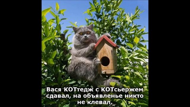 Веселые картинки. Коты смешные. Кот в скворечнике. Кот в кормушке для птиц. смотреть онлайн