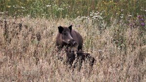Охота на кабана на овсе, УДАЧНЫЙ ВЫСТРЕЛ по светлому