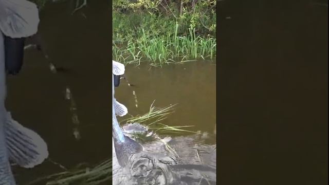 Отличный БЕРШ на мормышку. смотреть онлайн