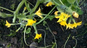 Как опустить плети огурцов в теплице