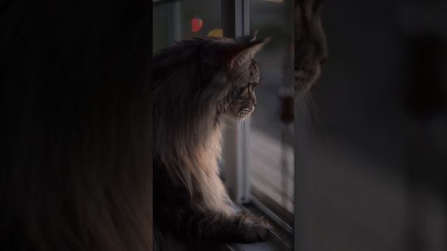 Диванный охотник #мейнкун смотреть онлайн