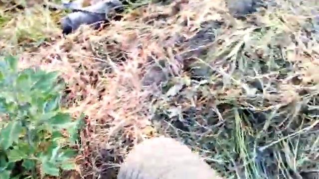 Террариум для ящериц обыкновенных смотреть онлайн