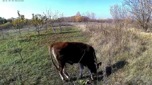 Сравниваем молоко. смотреть онлайн