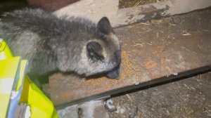 Вечерние дни в Парке Северных Волков ‼️ Чем питаются животные ⁉️