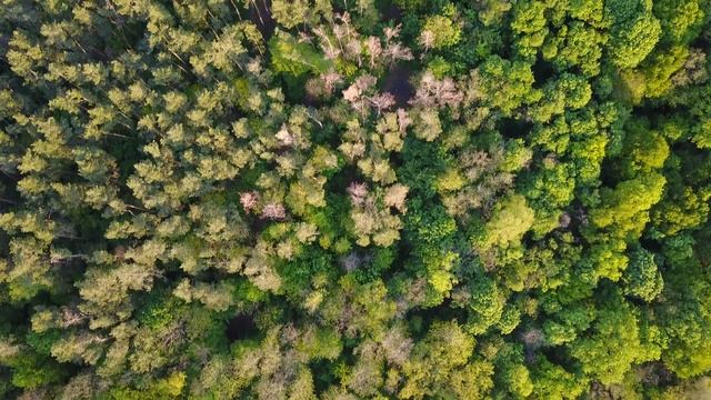 Голосеевский парк - озеро и лес смотреть онлайн