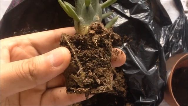 OPUNTIA SUBULATA || Lembranzas || смотреть онлайн