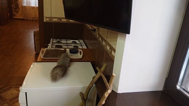 белки с раннего утра на позитиве. смотреть онлайн