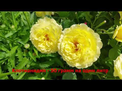 Трипсы на розах. Препараты от трипсов. смотреть онлайн