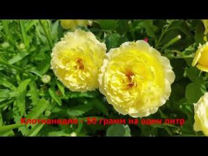 Трипсы на розах. Препараты от трипсов.