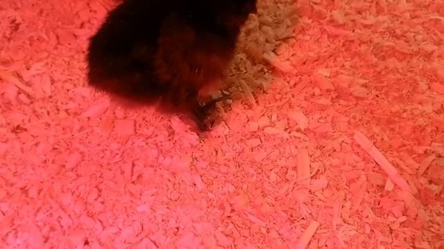 Определение пола у суточных цыплят Мехеленской кукушки (Малина). 2 линии Сибирской мохноножки. смотреть онлайн
