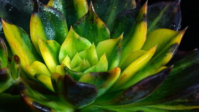 Echeveria Black Princa Variegated