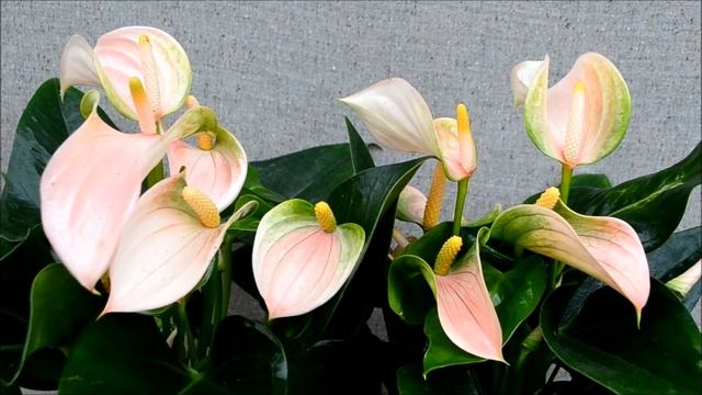 Антуриум Joli Peach. Цветы антуриума персикового оттенка Джоли пич смотреть онлайн