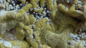 Не путайте Аспергилл с Триходермой как я...