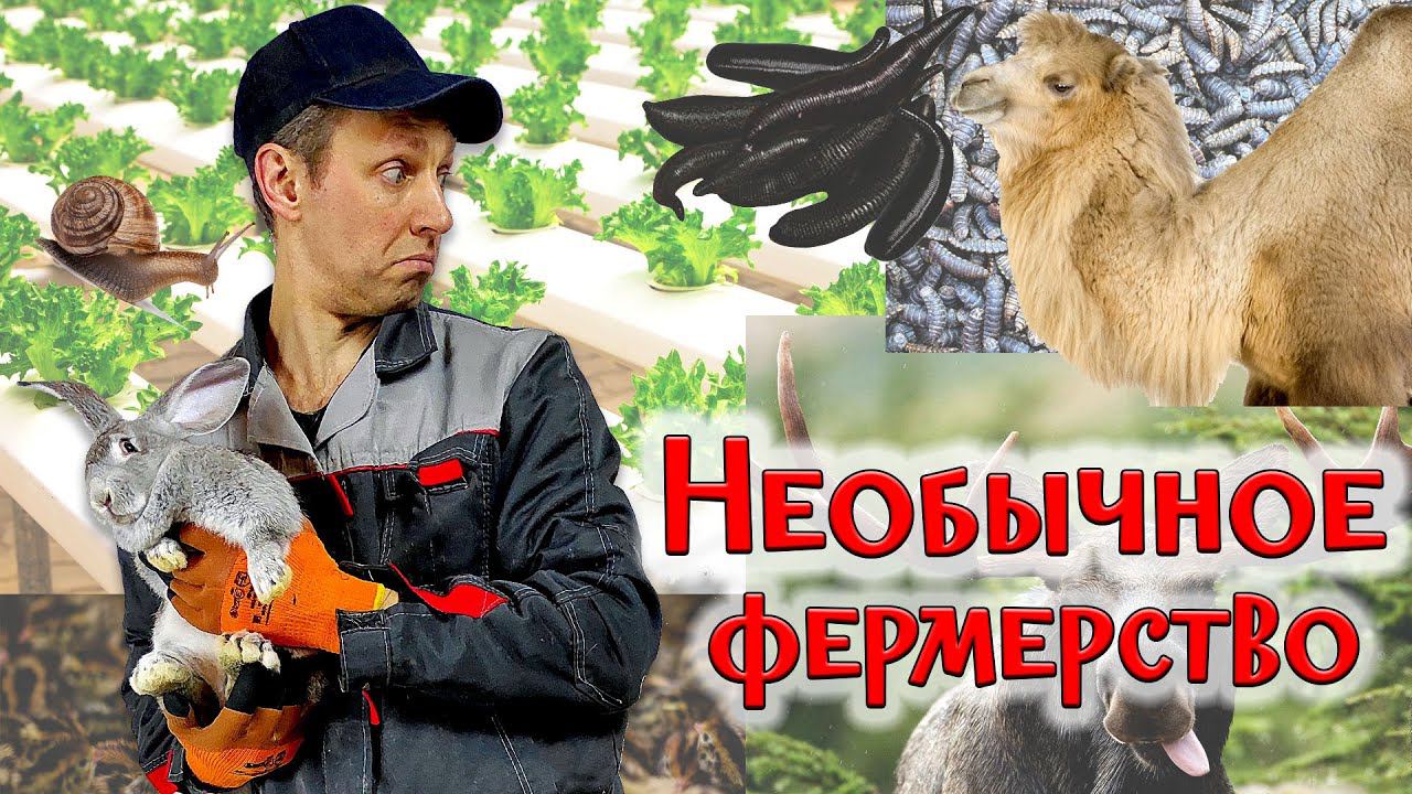 ТОП 10 Нестандартных направлений фермерства в 2024 году смотреть онлайн