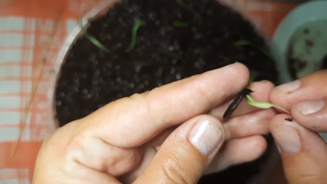 Посадка пророщенных семян гиппеаструма смотреть онлайн