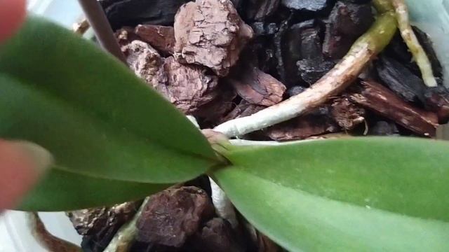 Обзор и полив орхидей 24.07.2023г. Часть 3.???