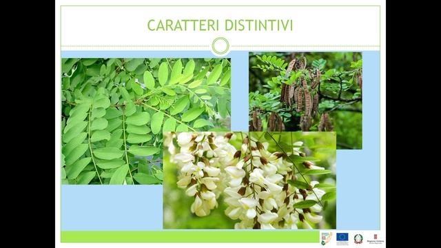 WEBINAR “FARMER SCIENTIST” / Specie Aliena: ROBINIA -ROBINIA PSEUDOACACIA
