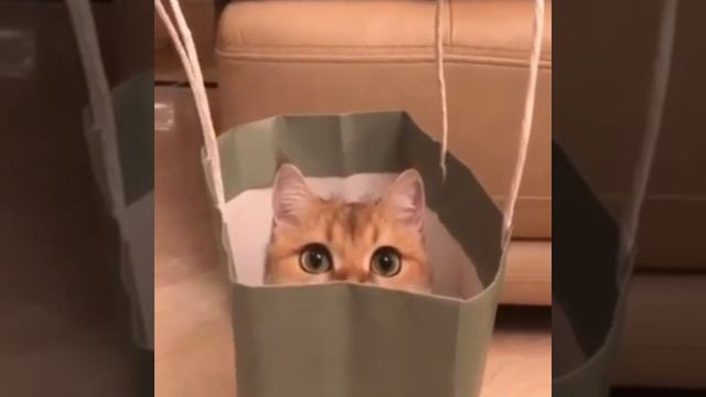 Котик в пакете смотреть онлайн