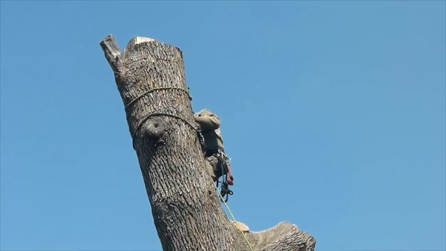 removal of large ash tree(short) смотреть онлайн