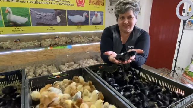 ВЫВОД ДОМИНАНТОВ смотреть онлайн