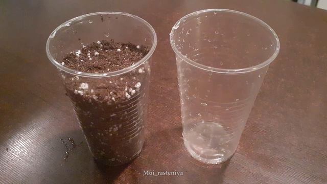 Как вырастить личи смотреть онлайн