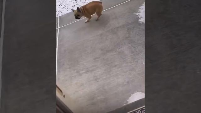 Всё нагулялся.