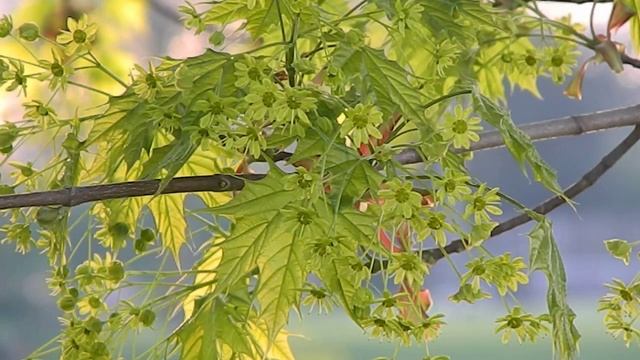 Acer platanoides Globosum смотреть онлайн
