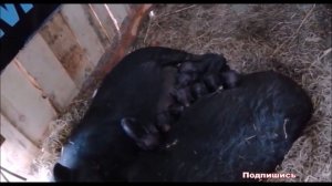 К чему снится СВИНЬЯ (ПОРОСЕНОК) | СОННИК