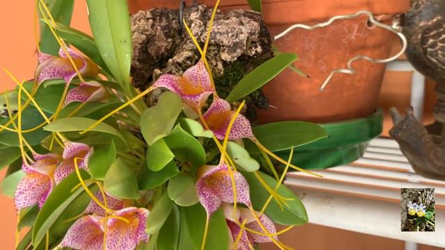 Masdevallia Confetti , Masdevallia Decumana. Орхидеи в зимние месяцы.