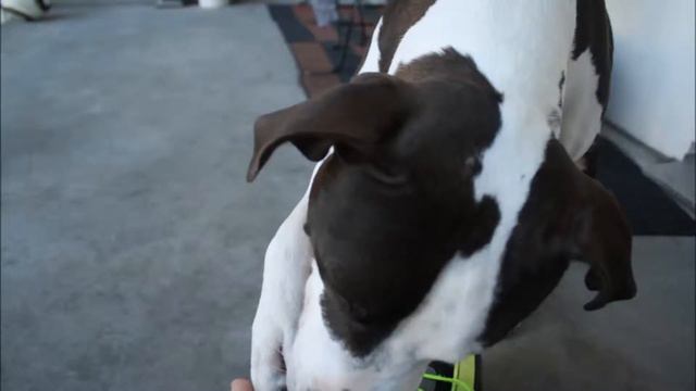 2012 - 2013 Papy - American Stafford Terrier - Best Friend