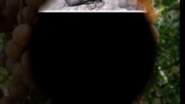 Бертолетия высокая,или Бразильский орех смотреть онлайн