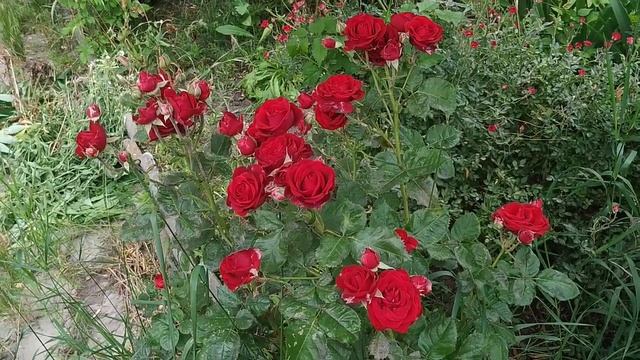 Розы релакс Часть 2 #видеодлярасслабления #видеорелакс #видеодлядуши #медитация смотреть онлайн