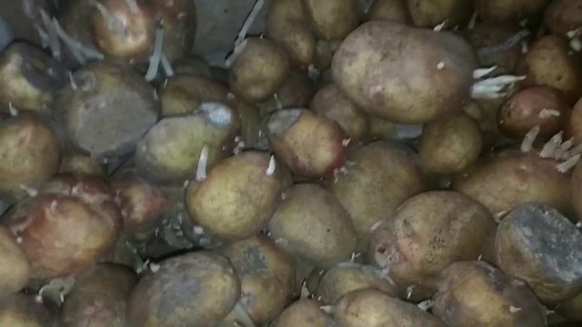 Подготавливаем картофель к посадке. Сортируем картофель. смотреть онлайн