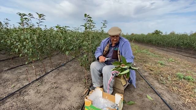 Окулировка подвоев в промышленных условиях. смотреть онлайн