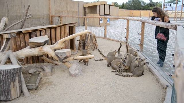 В вольер с носухами уронили контейнер. Одесский биопарк смотреть онлайн