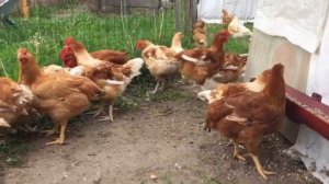 Цветной бройлер РедБро мясной и мясо-яичный вес в 2 месяца