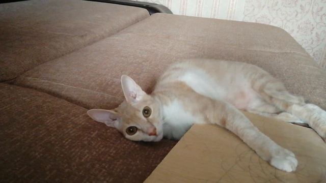 ИНТЕРЕСНЫЙ БОЙ КОТА С РЫБОЙ | КОТ ПЕРСИК | УДИВИТЕЛЬНЫЕ КОШКИ | СМЕШНЫЕ ВИДЕО С КОШКАМИ смотреть онлайн