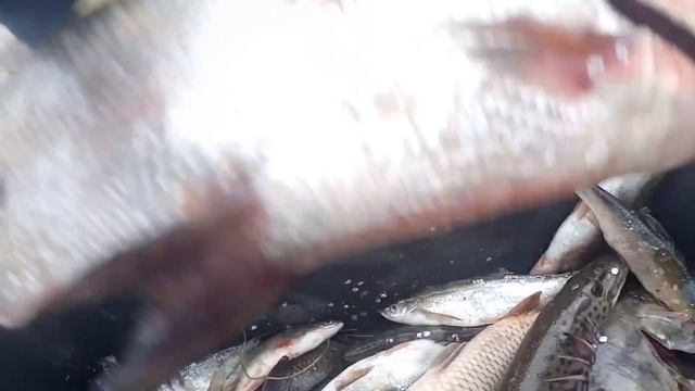 НЕОБЫЧНЫЕ РЫБЫ АМУРА, КИТАЙСКИЙ ОКУНЬ- АУХА, ВЕРХОГЛЯД,АМУРСКАЯ ЩУКА, Рыбалка с fishermandv27rus смотреть онлайн