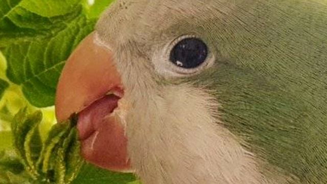 РИККИ! ИМЕННОЙ УРОК ДЛЯ ПОПУГАЯ. УЧИМ ПОПУГАЯ ГОВОРИТЬ СВОЁ ИМЯ. смотреть онлайн