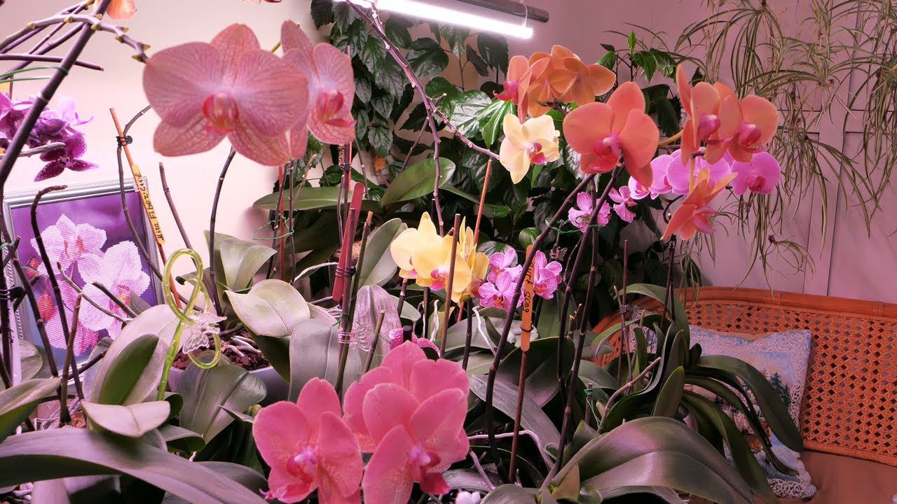 Зимний сад С ОРХИДЕЯМИ в КОНЦЕ ВЕСНЫ. смотреть онлайн