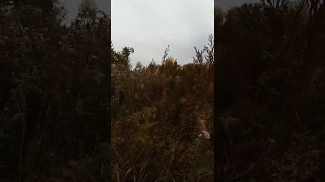 Грибы Тюменской области, опёнок осенний. смотреть онлайн