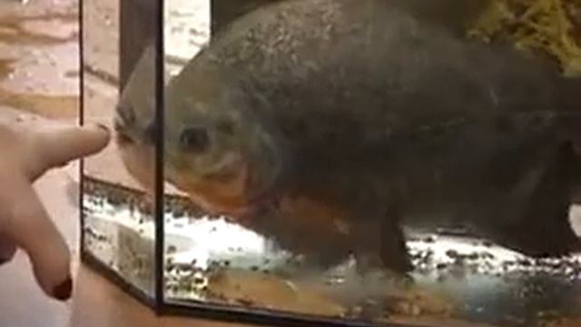 Зубастые в неволе смотреть онлайн