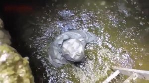 Петрович, врубай насос! Говночист mix