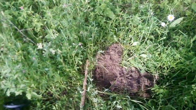 Разведка и поиск новых мест с металлоискателем МД 4030 смотреть онлайн