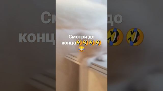 Факт не вредно ли коту прожить в доме всю жизнь Факты от канала Мурзилка 100 смотреть онлайн