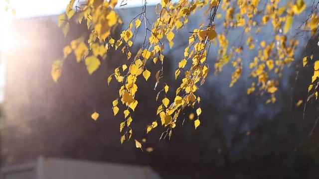 Солнечный утренний листопад! Завораживает:) смотреть онлайн
