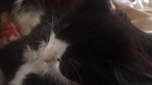 Кот мурчит смотреть онлайн