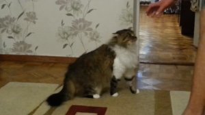 Сибирский кот Мурзик дерется с хозяином