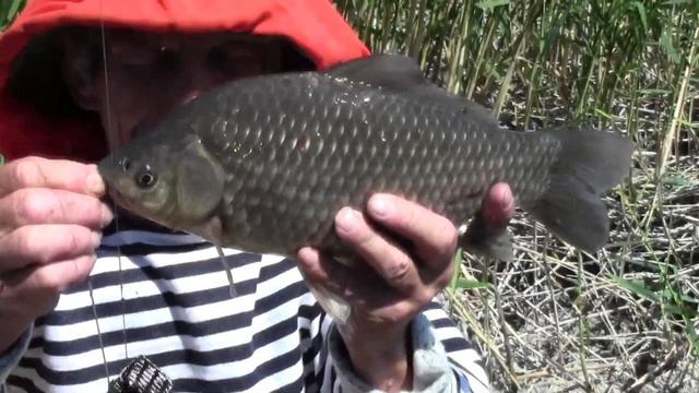 Огромный Волжский Карась 8 ИЮНЯ 2017г смотреть онлайн